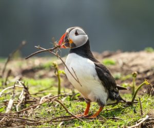 bird quiz