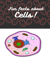 Cells