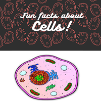 Cells